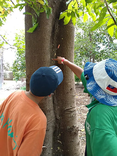 Tree Spotting