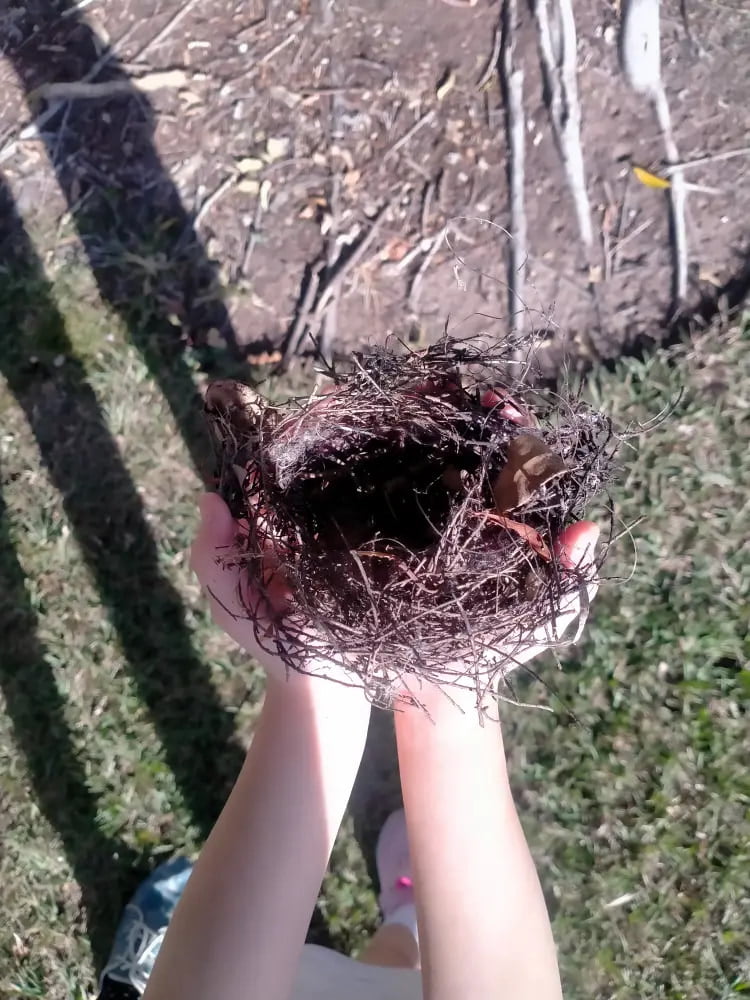 Nest Discovery